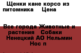 Щенки кане корсо из  питомника! › Цена ­ 65 000 - Все города Животные и растения » Собаки   . Ненецкий АО,Нельмин Нос п.